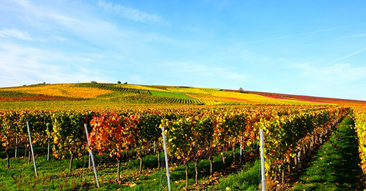 https://www.la-francaise.com/fileadmin/images/Actualites/2021/vineyard520X272.jpg